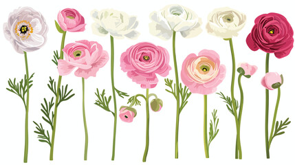 Pink and white ranunculus flowers flat vector isolated