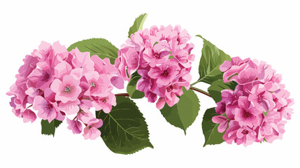 Pink hydrangea flowers on the white background. 