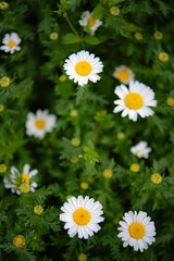 natural rhythm of flowers