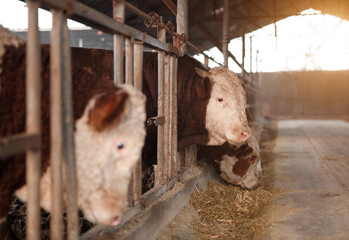 The cattle in the cattle farm are eating grass