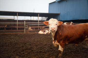 A close-up of a cute calf in a cattle pen