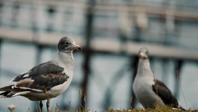 Belcher's Gull Birds In The Shore Near Ushuaia In Tierra de Fuego, Argentina, Patagonia. Selective Focus Shot