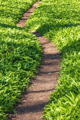 Winding path on a meadow with Wild garlic leaves a sunny spring day - 779424324