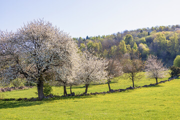 Blossoming cherry trees in a meadow on a beautiful sunny spring day