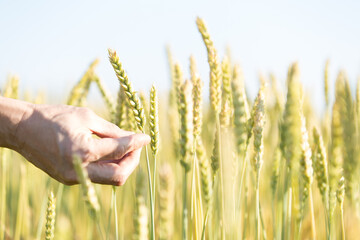 小麦を収穫する