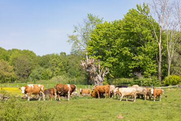 Cattle in a meadow on a sunny summer day in the countryside - 779424510