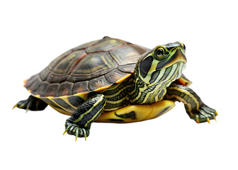 Fototapeta premium turtle png