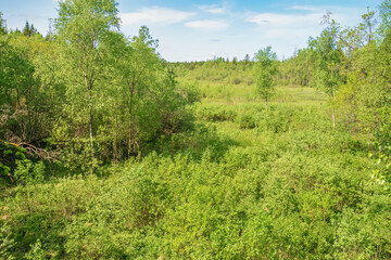 Fototapeta na wymiar View at a forest bog with lush green birch trees