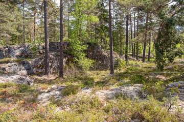 Rock formations in a natural coniferous forest in summer