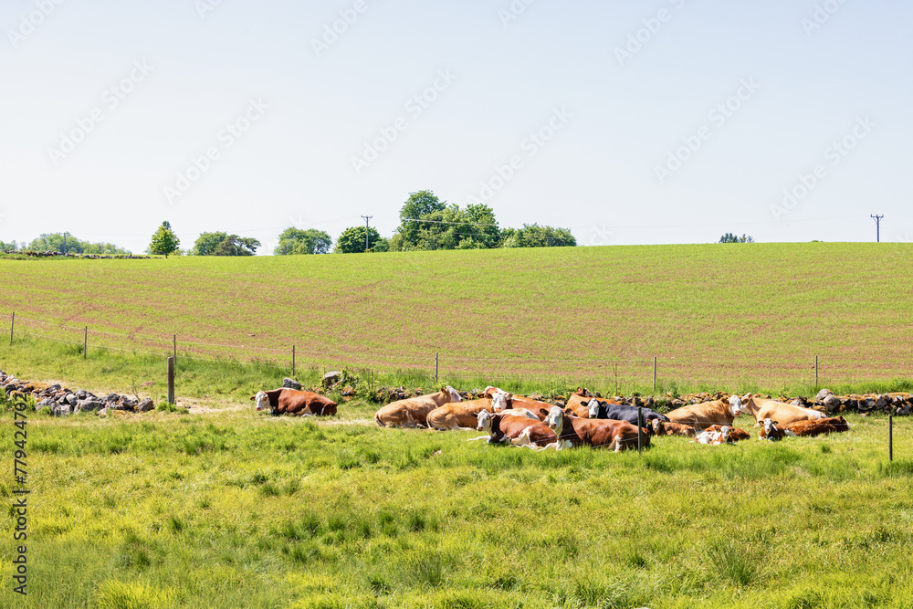 Canvas Prints Resting cows on a sunny meadow a sunny summer day