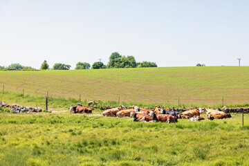Resting cows on a sunny meadow a sunny summer day - 779424702