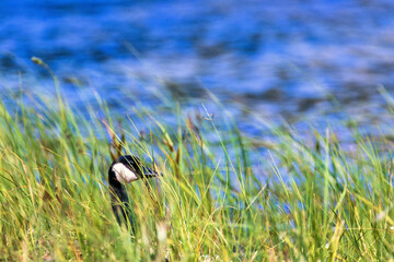 Canada goose head in high grass by a lake