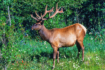 Beautiful Elk with big antlers on a flowering meadow