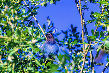 Beautiful Steller's jay sitting on a tree branch by a blue sky