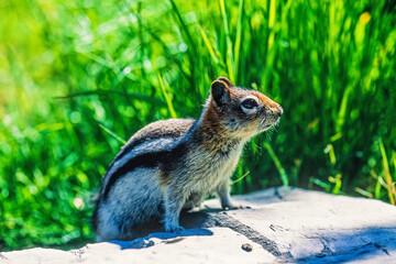 Cute Golden-mantled ground squirrel on a rock