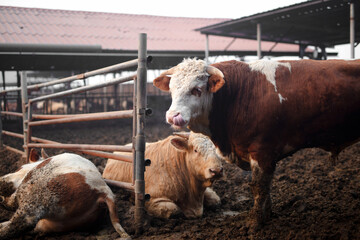 A close-up of a cute calf in a cattle pen