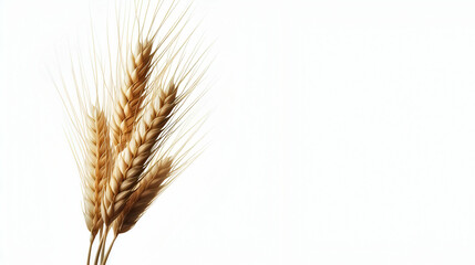 Yellow dried wheat spikelets and copy space with white isolated background, generative ai