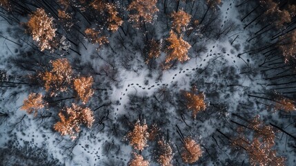 Aerial view of a winter forest with snow and illuminated trees.