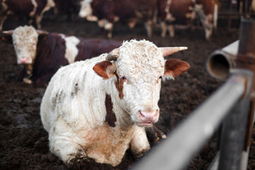 Livestock raising Beef cattle raising