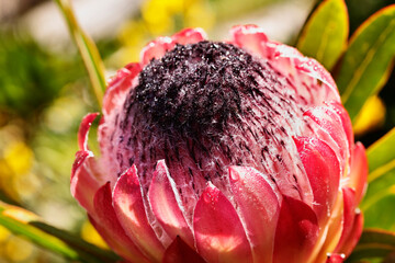 Detail of  protea red flower