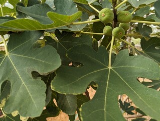 Fresh figs growing on trees in natural sunlight