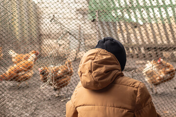 Scchoolboy siting in front of the chicken coop cage and watching with interest © Mikhail
