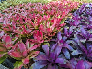 Rows of purple and pink bromeliads