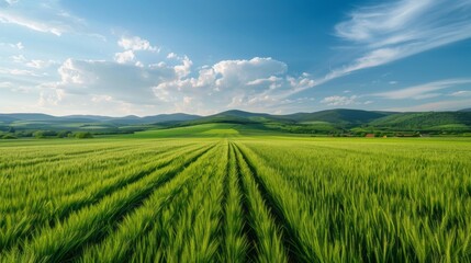 Beautiful landscape of agrofield on background of blue sky. Smooth stripes on field in mountains. Field of green wheat