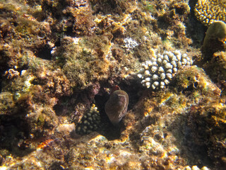 Colorful inhabitants of the Red Sea coral reef