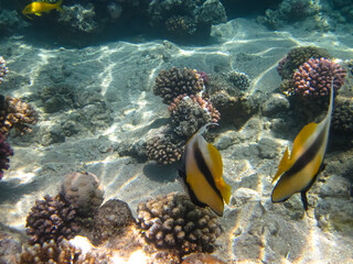 Colorful inhabitants of the Red Sea coral reef