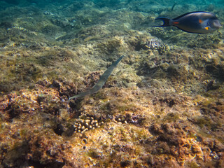 Colorful inhabitants of the Red Sea coral reef