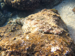 Colorful inhabitants of the Red Sea coral reef