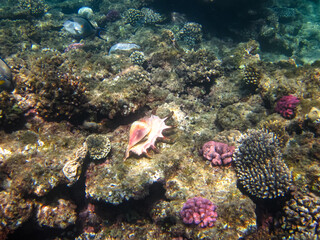 Naklejka na ściany i meble Colorful inhabitants of the Red Sea coral reef
