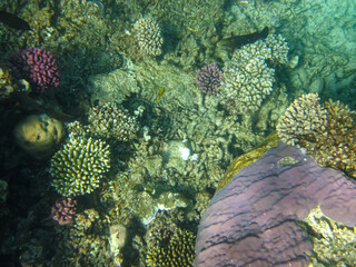 Colorful inhabitants of the Red Sea coral reef