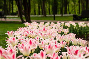 Blooming red, spring flowers tulips in the sun in a park.
