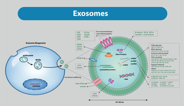 Exosomes are extracellular vesicles generated by all cells and they carry nucleic acids, proteins, lipids, and metabolites.