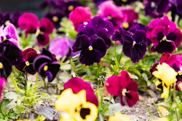 Pansy plant in the garden, viola tricolor in the spring sunshine.