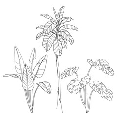 Palm leaves, palm tree, line art illustration set
