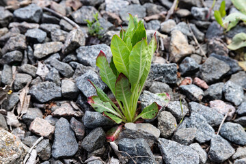 Weed plant on cobblestone growing through crack between stones, close up.