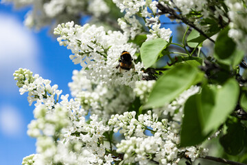 Early bumblebee, Bombus pratorum in white lilac, excellent pollinator at work, close up
