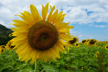 Sunflower.close up Sunflower field on a clear day.