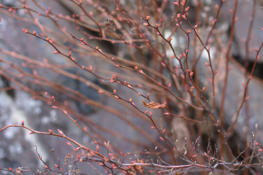 The branches of a bush with red buds on a blurred background.