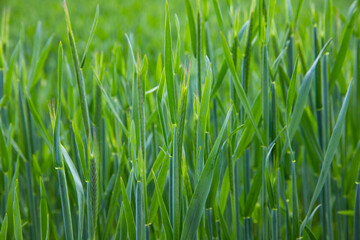 Fototapeta na wymiar Fresh green wheat field during spring day.