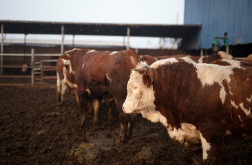 Beef cattle raised on a farm