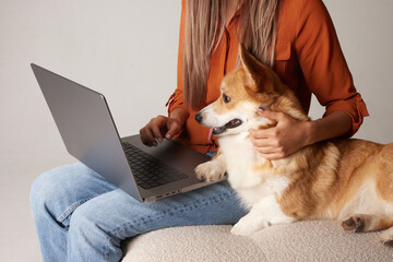 A young woman works at home on a laptop next to her dog. Domestic corgi dog looking at laptop, love...