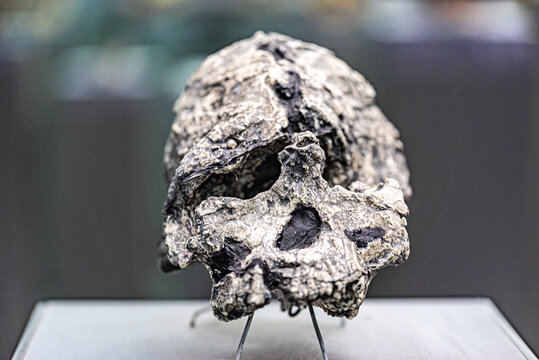 Kenyanthropus platyops is an extinct hominid species discovered in Lake Turkana, Kenya in 1999. It was by Justus Erus, who was part of Meave Leakey's team