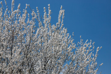Selective focus of beautiful branches of plum blossoms on the tree under blue sky, Beautiful Sakura...