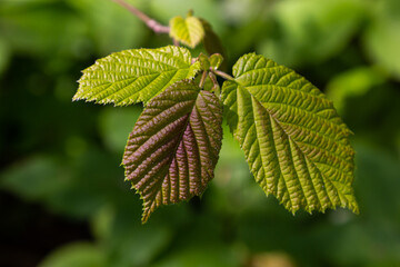 Fresh green Hazel leaves close up on branch of tree in spring with translucent structures against blurred background. Natural background