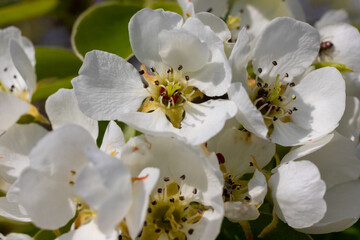 Pear tree flowers up close. white flowers and buds of the fruit tree. Sunlight falls on pear flowers. At dawn, the flowers of the trees look beautiful