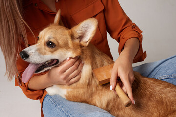 The owner combs out the fur of a corgi dog with a brush, caring for the dog's health